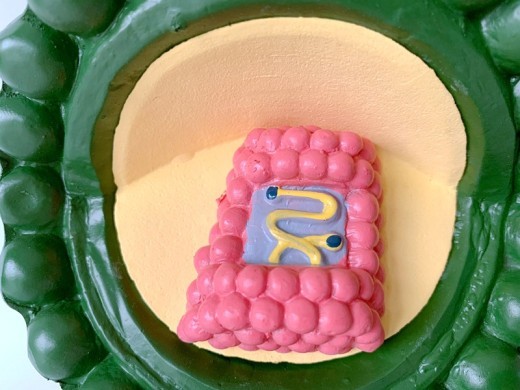 The Green Hiv Model Constructs a Human Model