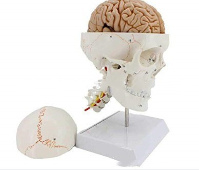 Human Skull Model Bone Suture Skull With Cervical Spine Model
