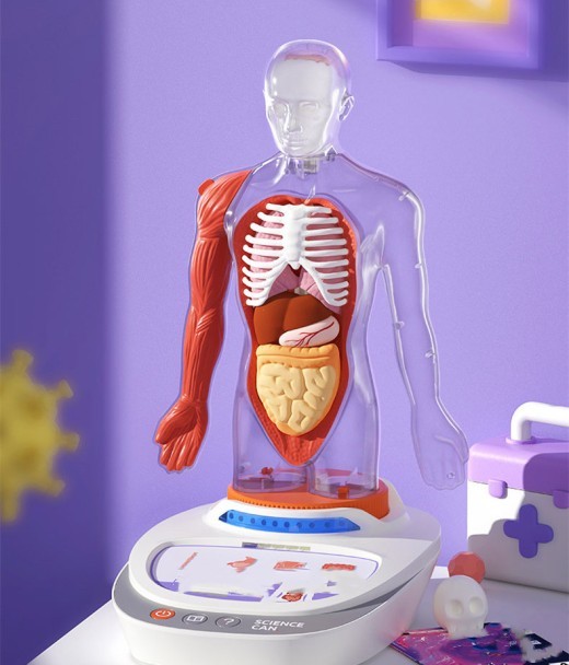 Human Anatomical Model Organ Detachable Children's Teaching Toy