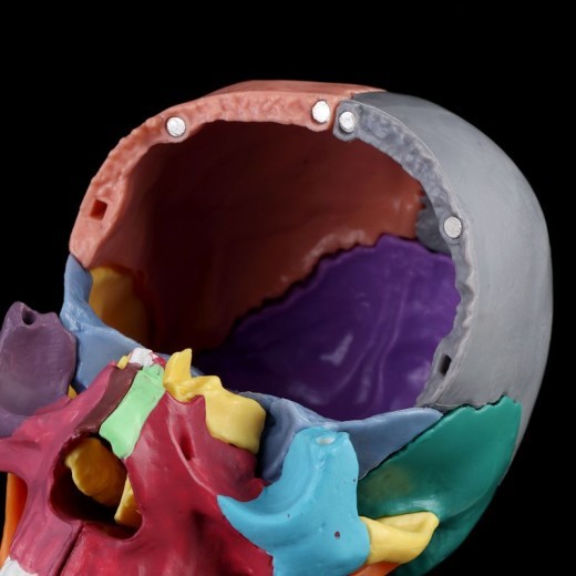 Mini Skull Anatomical Model Can Disassemble The Skull
