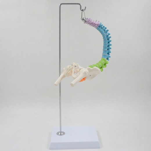 Color Human Spine Model Anatomical Vertebral Body Can Be Bent