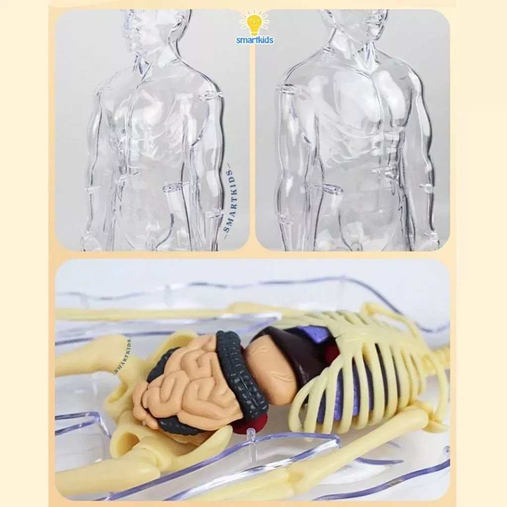 Toy Puzzle 3D Model Human Body Education Children Science Learning Anatomy Body Bones Organ Science STEM DIY Arrangement