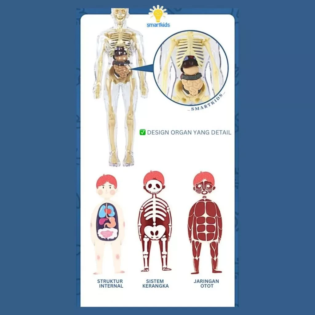 Toy Puzzle 3D Model Human Body Education Children Science Learning Anatomy Body Bones Organ Science STEM DIY Arrangement