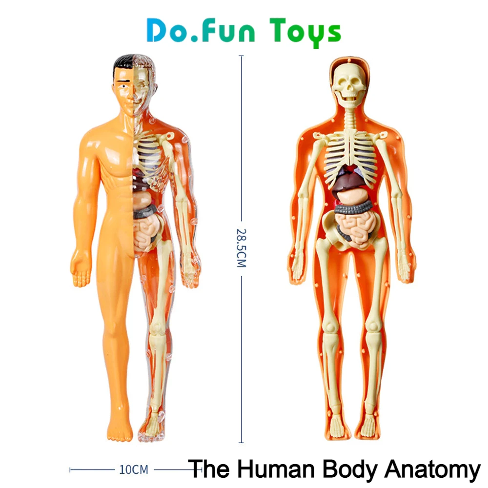 Educational Toys Human Body Torso / Anatomy / Skeleton / Human Organs / Toys Educating Human Body Anatomy Props / Toy Skull Human