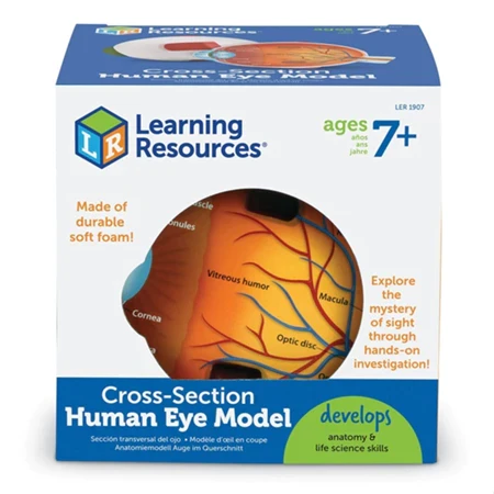 Learning Resources Cross-Section Human Eye Model