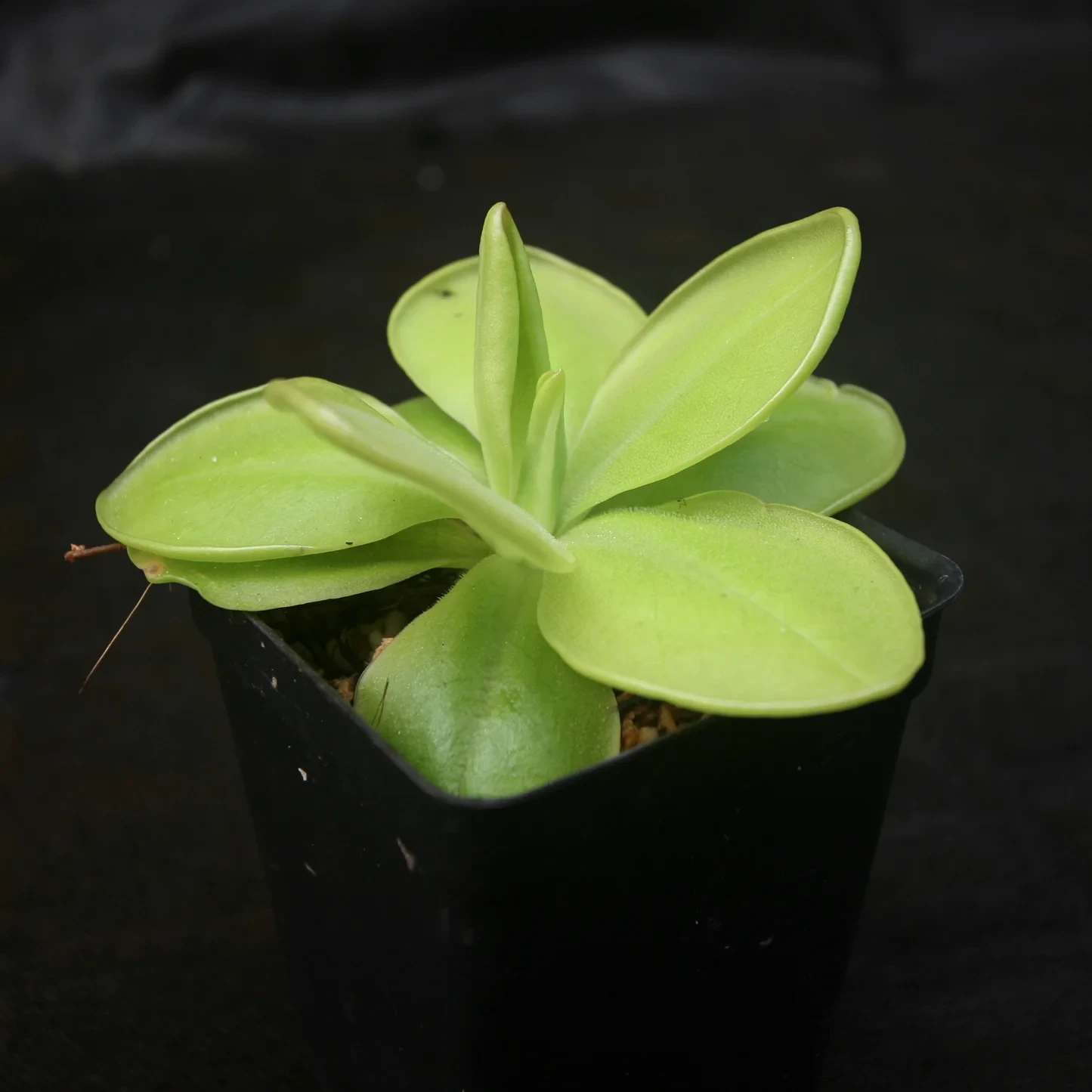 Pinguicula moranensis 'Superba' - Mexican Butterwort