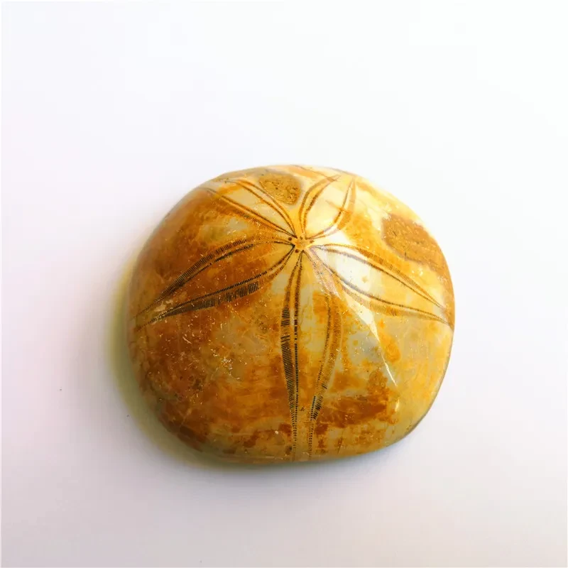 Natural Sea Urchin Fossil Specimen Raw Stone