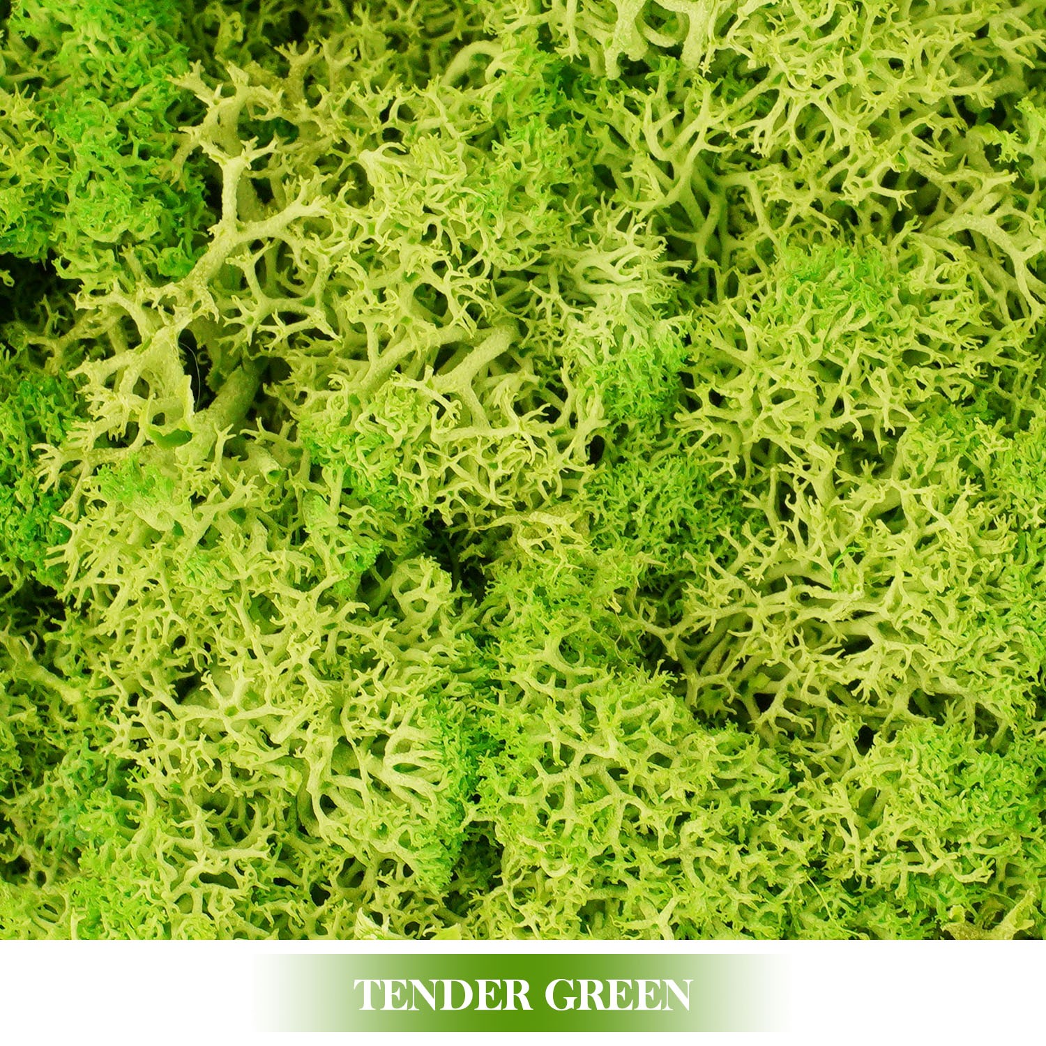 Artificial Green Plants Eternal Life Moss