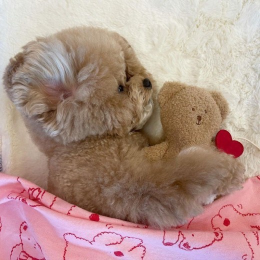 Pocket Love Tibetan Food Bear Toy Sleeping Dog