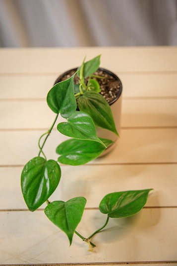 Philodendron hederaceum "Heartleaf Philodendron"