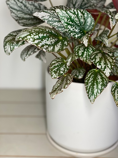 Begonia 'Silver Jewel'