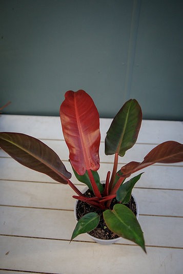 Philodendron "Sun Red"