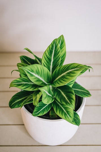 Spathiphyllum "White Stripe" Peace Lily
