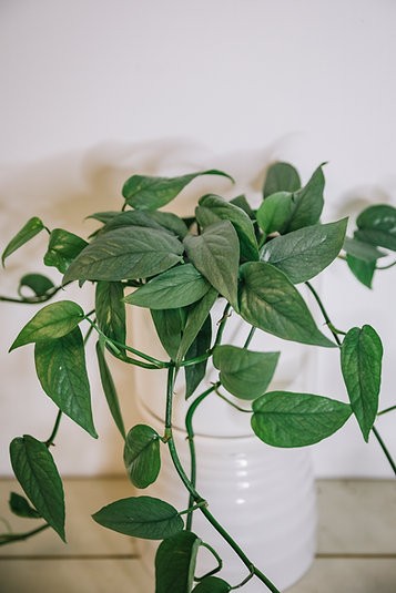Cebu blue pothos