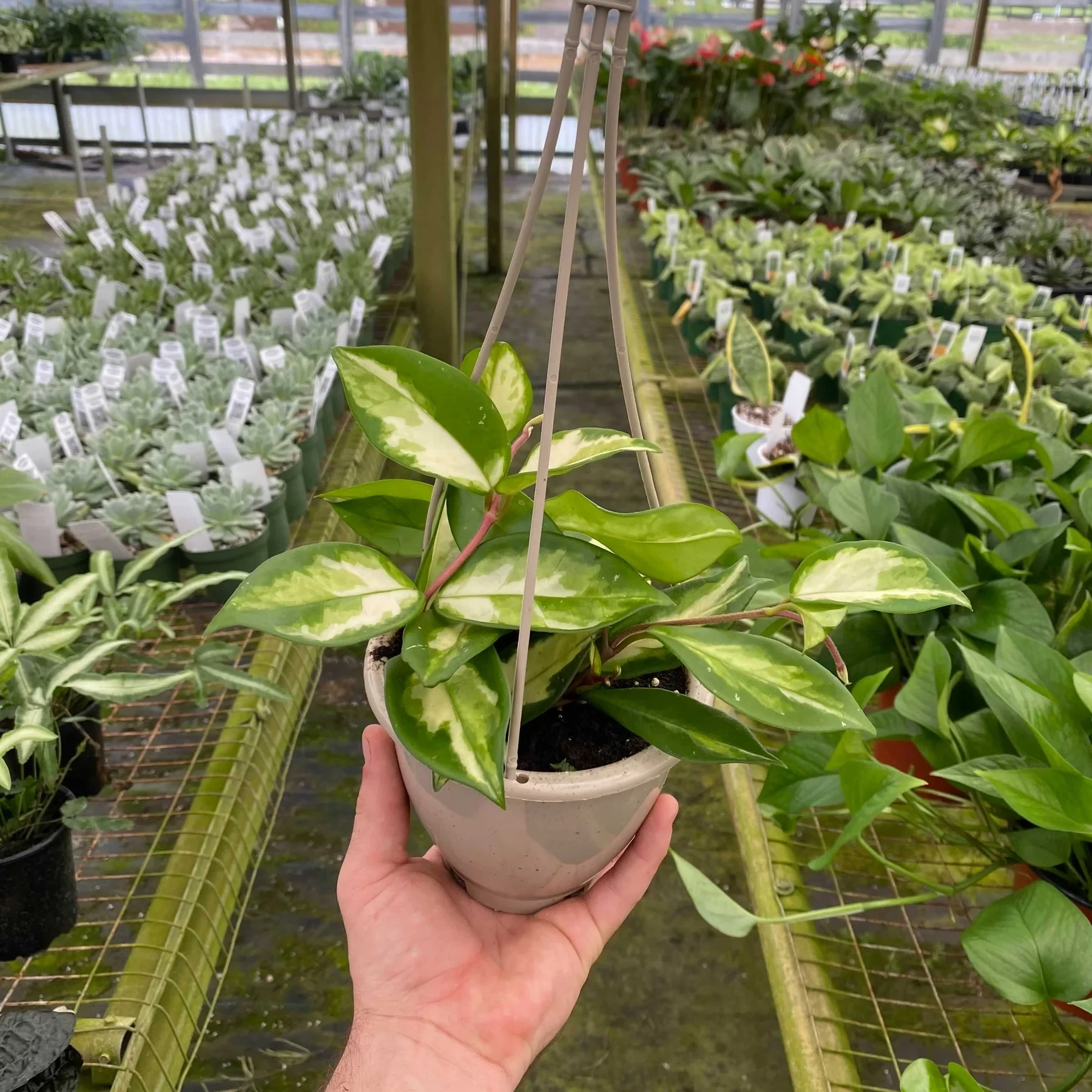 Hoya Krimson Princess