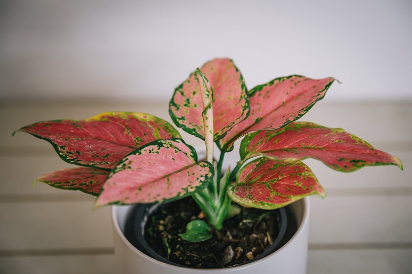 Aglaonema "Beauty"