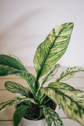 Variegated Peace Lily - Spathiphyllum "Sensation"