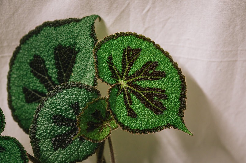 Begonia masoniana 'Mountain'