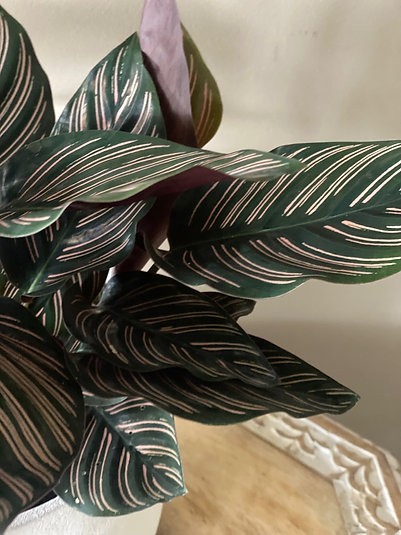 Calathea Ornata
