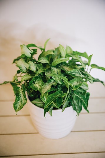 Syngonium - Three Kings