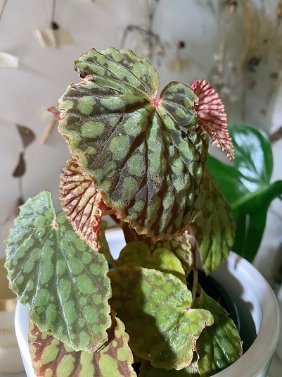 Begonia Chlorosticta - Dark Form