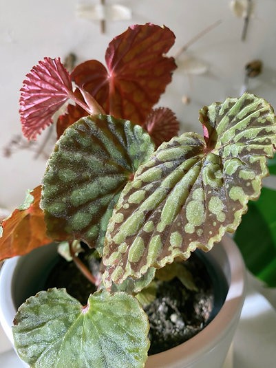 Begonia Chlorosticta - Dark Form