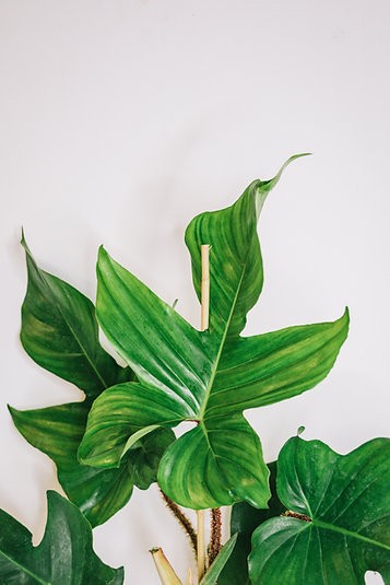 Philodendron squamiferum