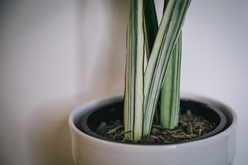 Sansevieria Bantels Sensation