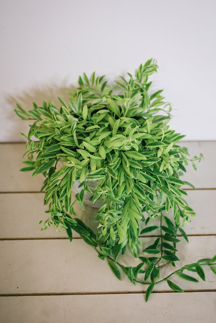 Variegated Columnea arguta/Goldfish Plant