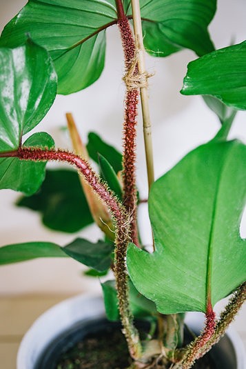 Philodendron squamiferum