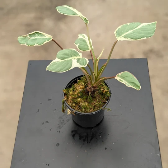 Homalomena Rubescens Mutant Stardust'