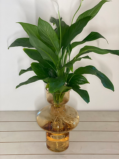 Hydro Collection - Peace Lily in Amber