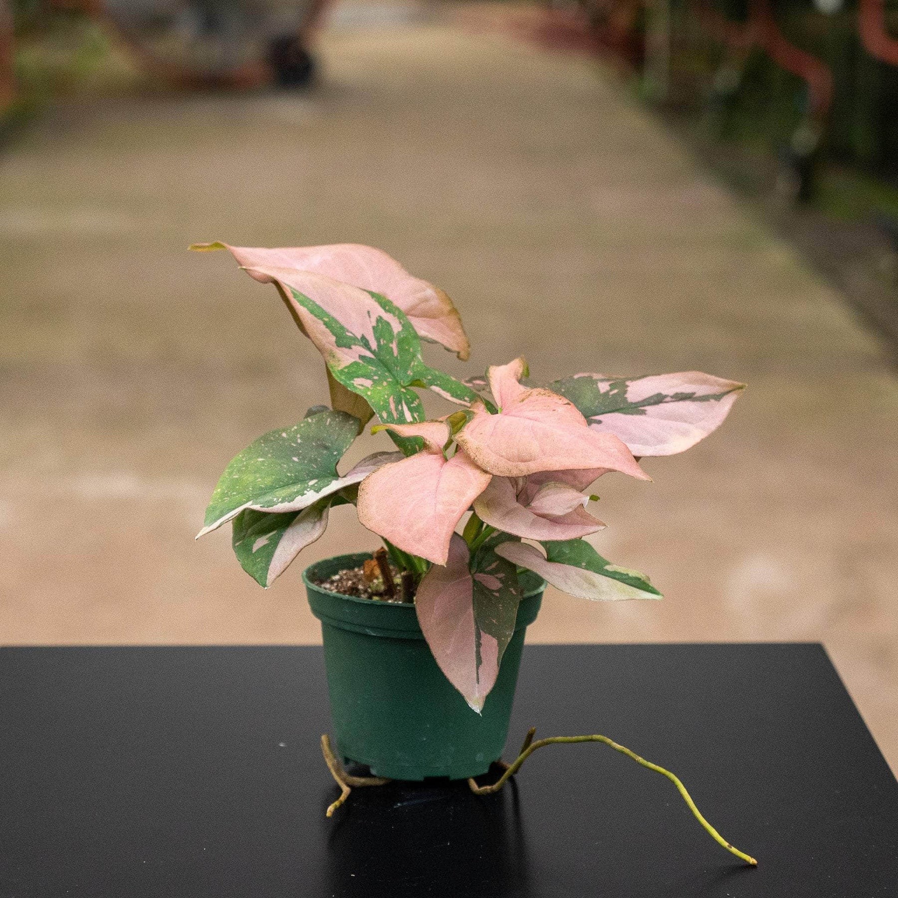 Syngonium podophyllum