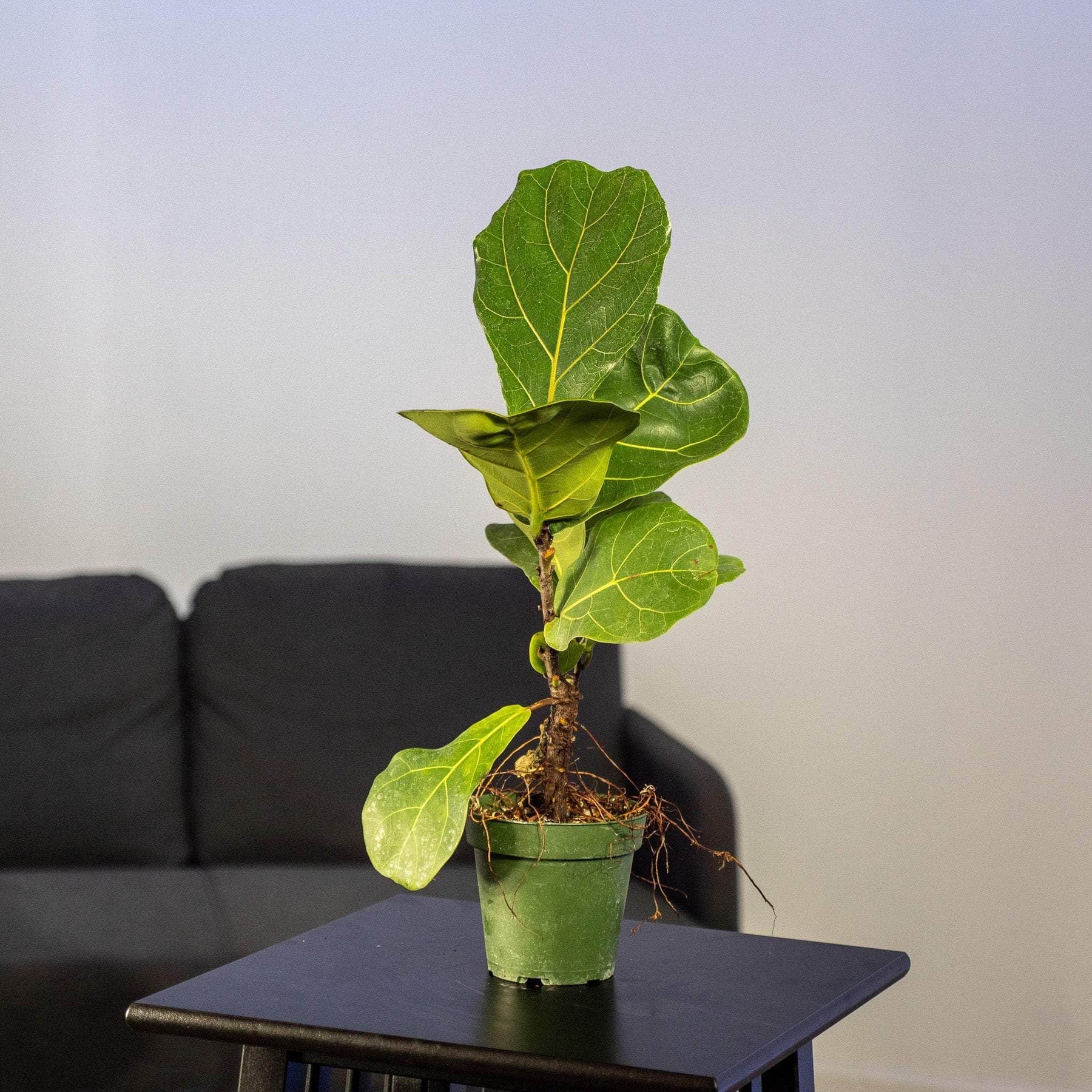 Ficus lyrata "Fiddle Leaf Fig"