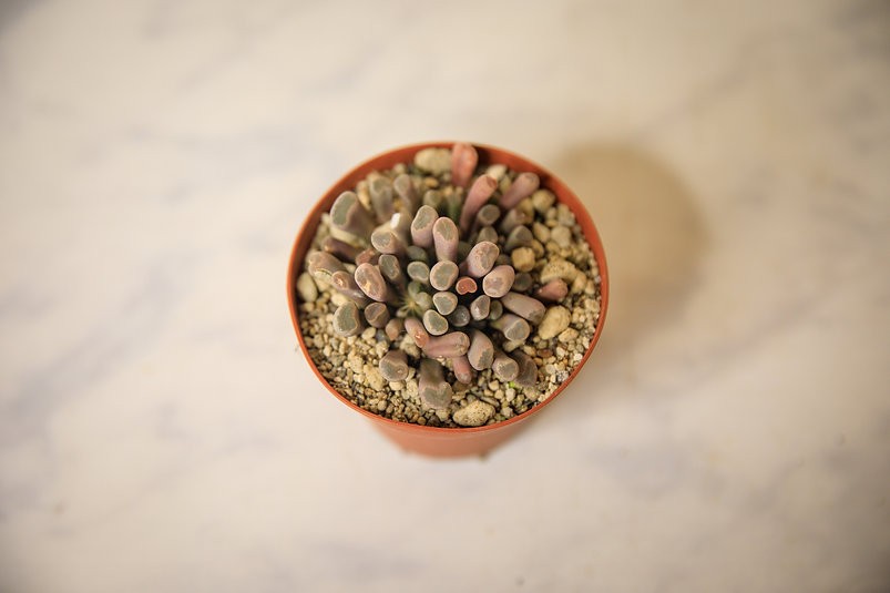 Frithia pulchra "fairy elephant's feet"