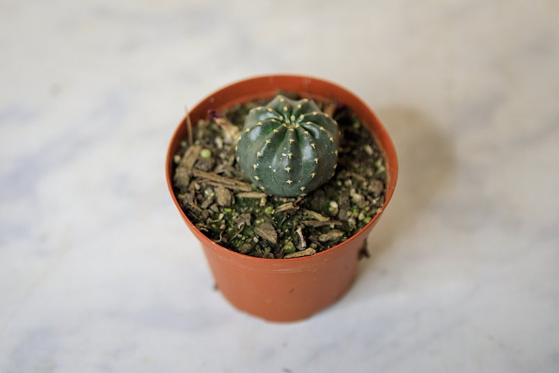 Echinocereus pulchellus var. amoenus