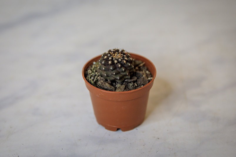 Copiapoa Tenuissima