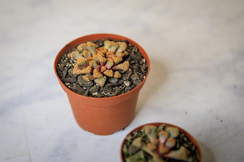 Titanopsis hugo-schlechteri "Jewel Plant"