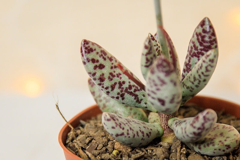 Adromischus festivus (Plovers Egg Plant)