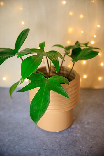 Philodendron - Florida