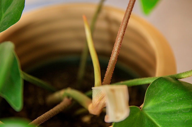 Philodendron - Florida