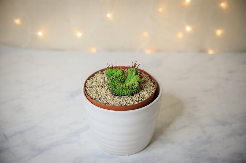 Euphorbia enopla crest cactus