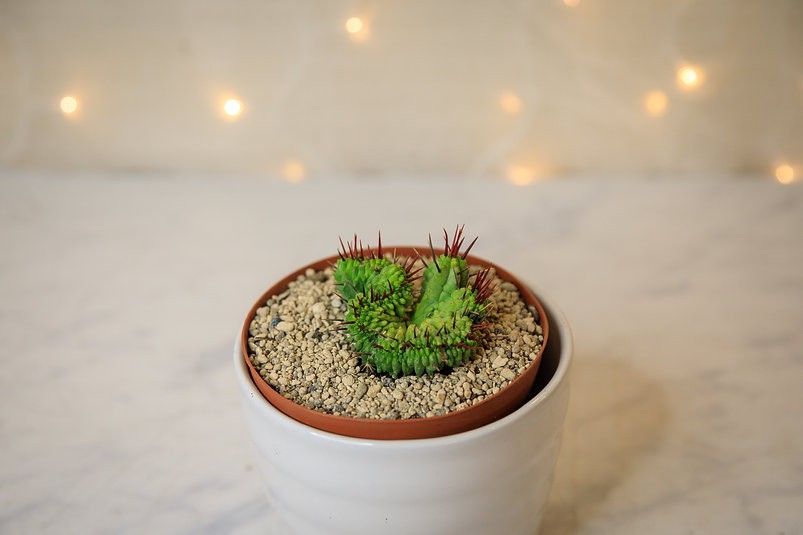 Euphorbia enopla crest cactus