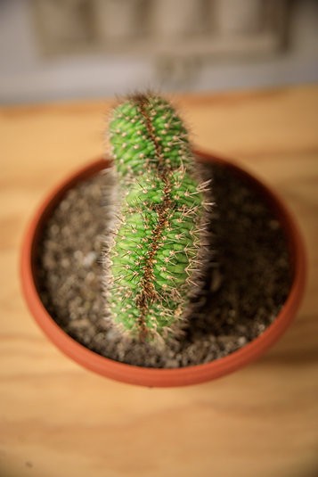 Echinocactus grusonii forma cristata