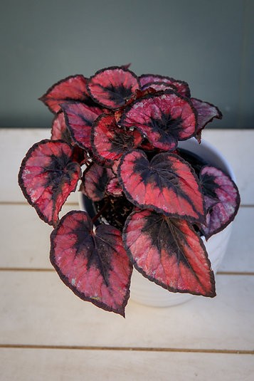 Begonia 'Red Kiss'
