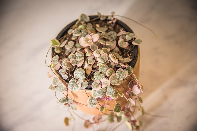 Variegated chain of hearts