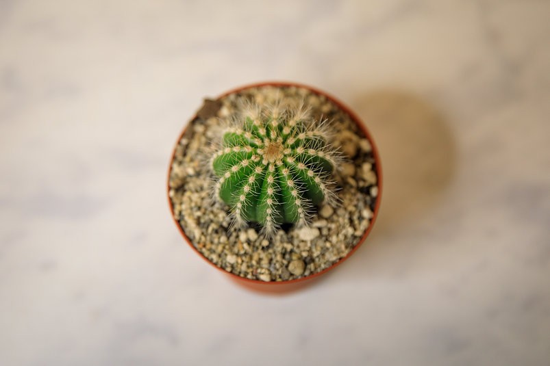 Ball Cactus - Parodia magnifica