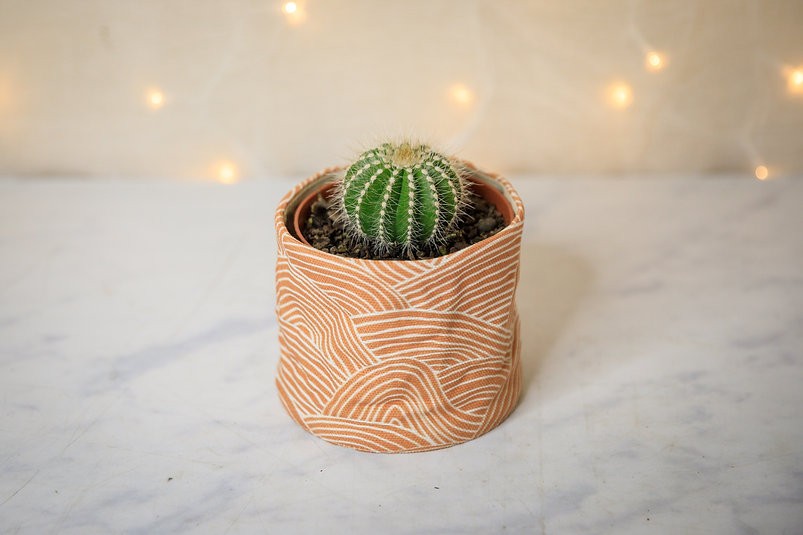 Ball Cactus - Parodia magnifica