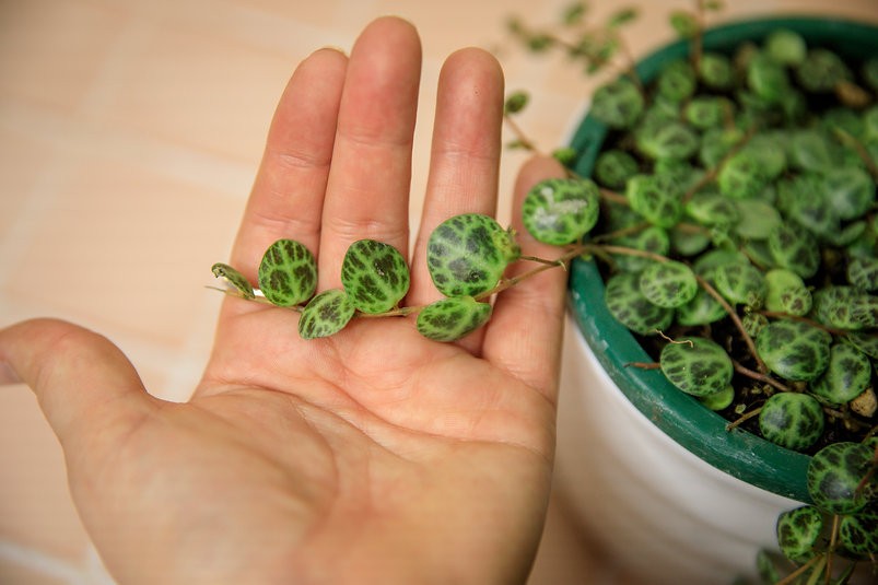 Peperomia prostrata "String of Turtles"
