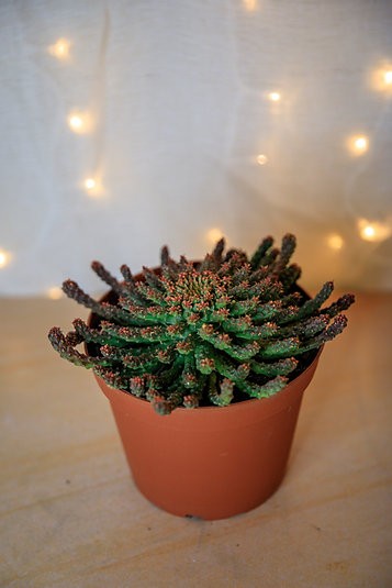 Medusa's Head - Euphorbia flanagani